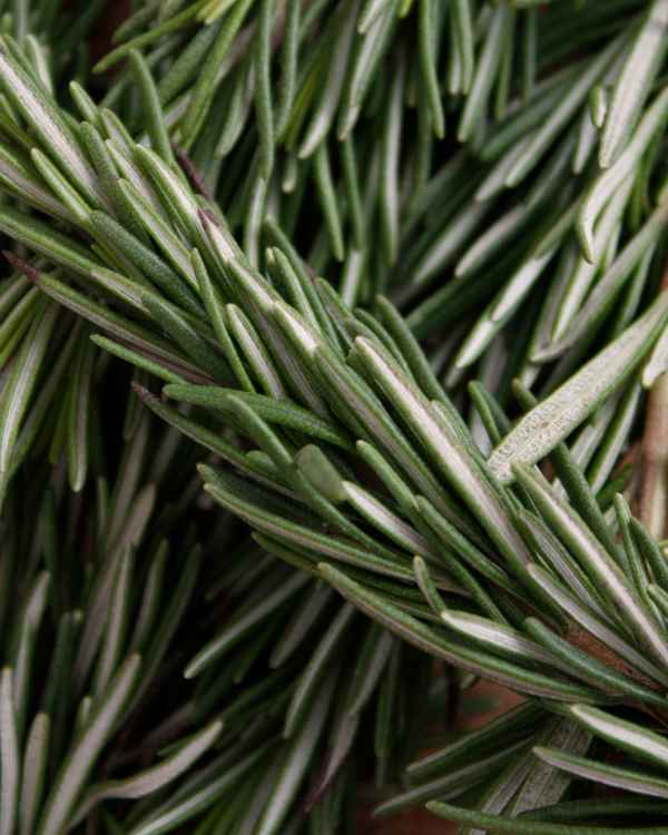 ROSEMARY IN THE PICTURE 